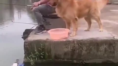 Dog protecting the fisherman