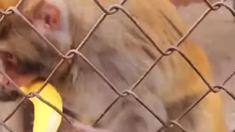 Funny monkey