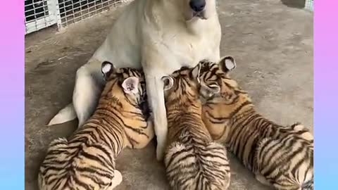 cute dog gets surrounded by baby tigers funny video🤣