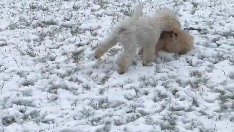 Dog funny videos