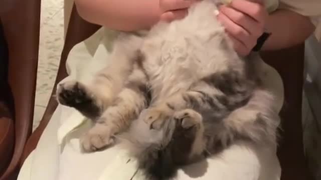 cat -