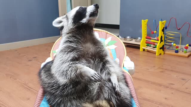 Raccoon chews gum to brush his teeth before going to bed.