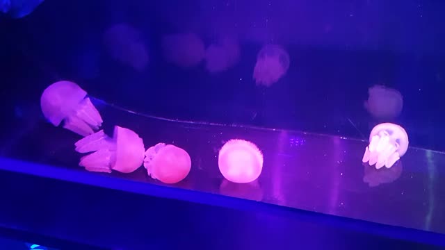 Red jellyfish dance