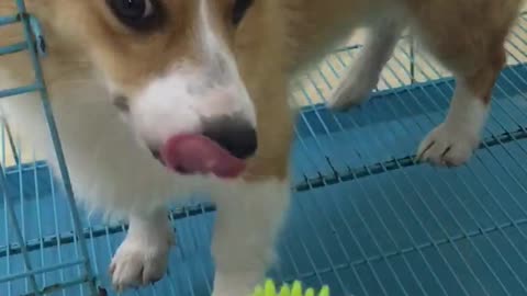 My Cute Corgi