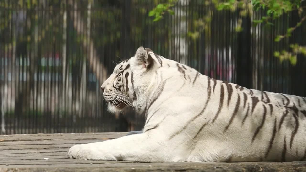 white tiger laying at the zoo