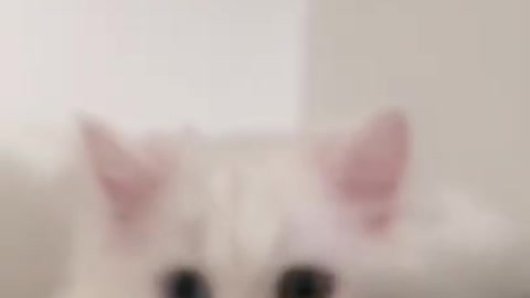 a cute cat video#shorts