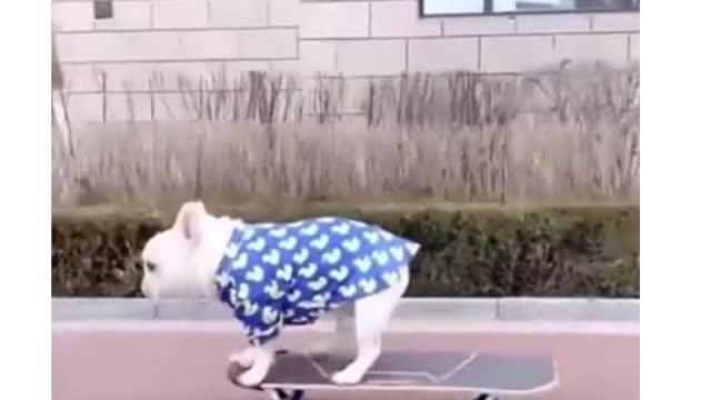 FUNNY DOG videos