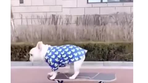 FUNNY DOG videos