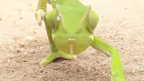 Chameleons are really handsome amphibians, so domineering