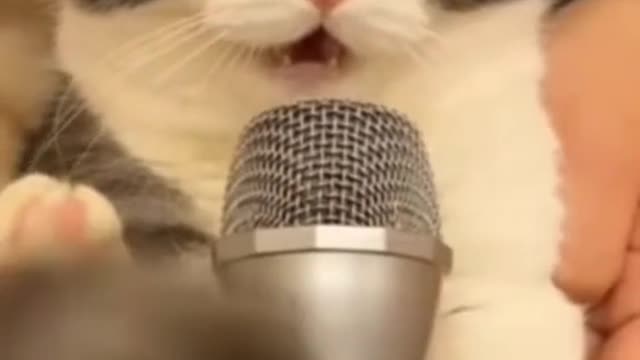 Cat sing with microphone "i always love you"