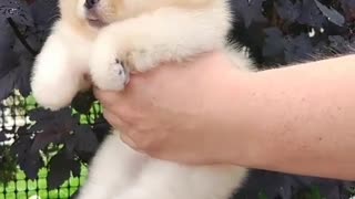 Cute little pomeranian