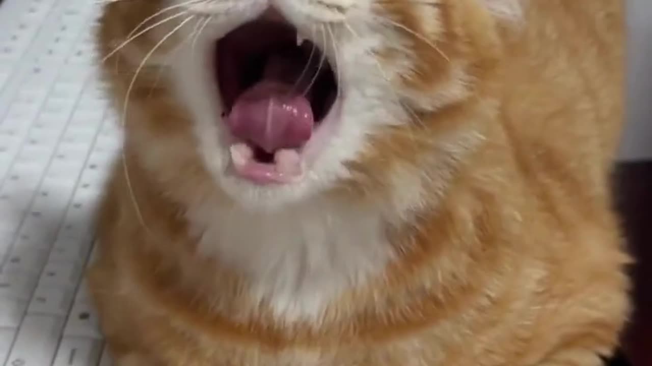 Cats cute and funny moments