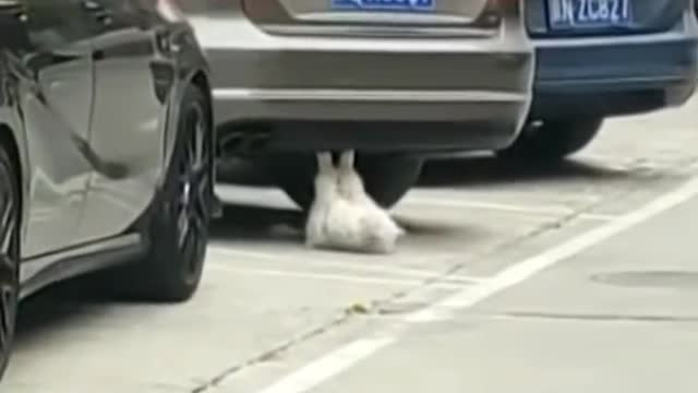 Power Cat💪💪