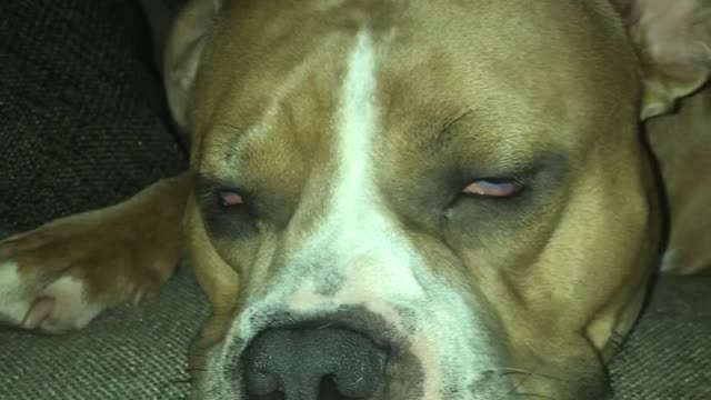 Cute American Bully is having a nightmare?