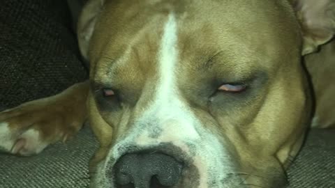 Cute American Bully is having a nightmare?