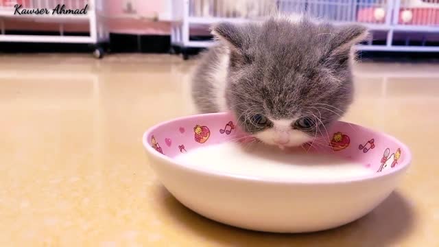 Cute Cat baby video full funny video