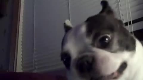 Dog likes his belly tickled