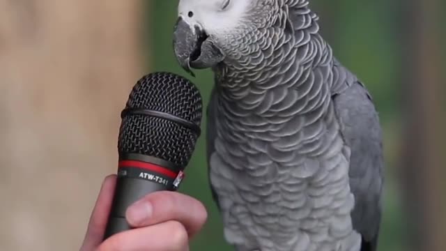 Talking Parrot, this talking parrot it talking amazing.