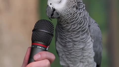 Talking Parrot, this talking parrot it talking amazing.