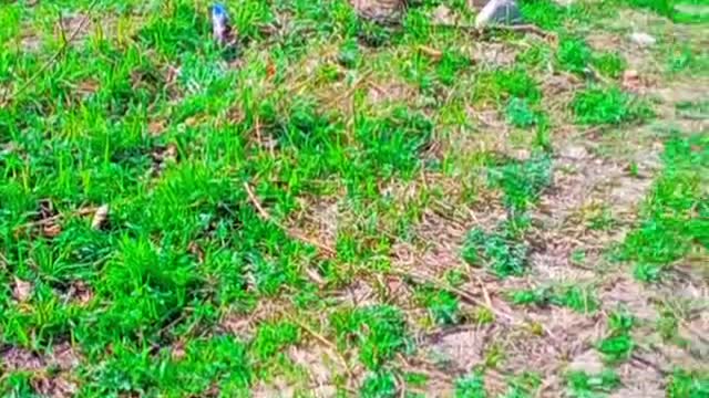 Nature of pakistan