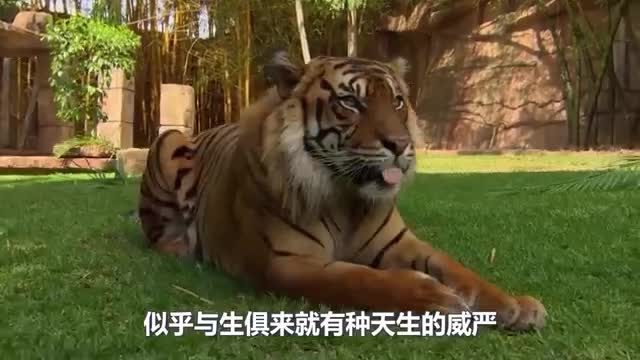 ferocious tiger