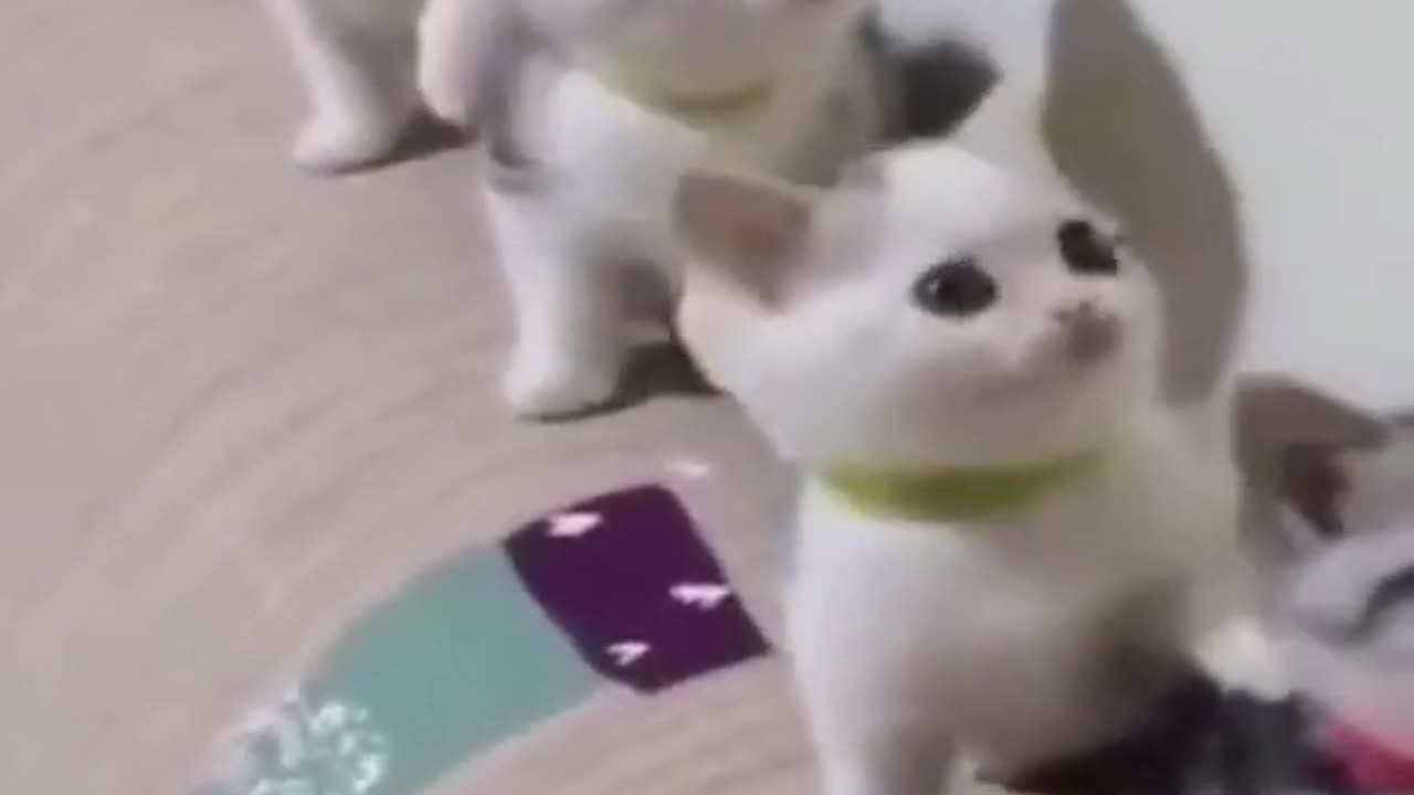 OMG So Cute Cats ♥ Best Funny Cat Videos 2021