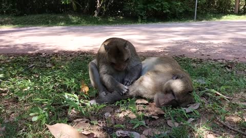 20.Beautiful Animals Compilation#002, Monkey In My Homeland