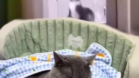 Funny cat animals videos