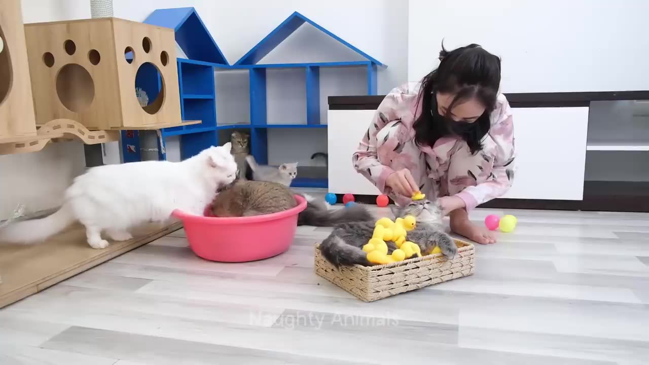 😺 Funny Cat videos😂 | Cat doing Cat things 😺
