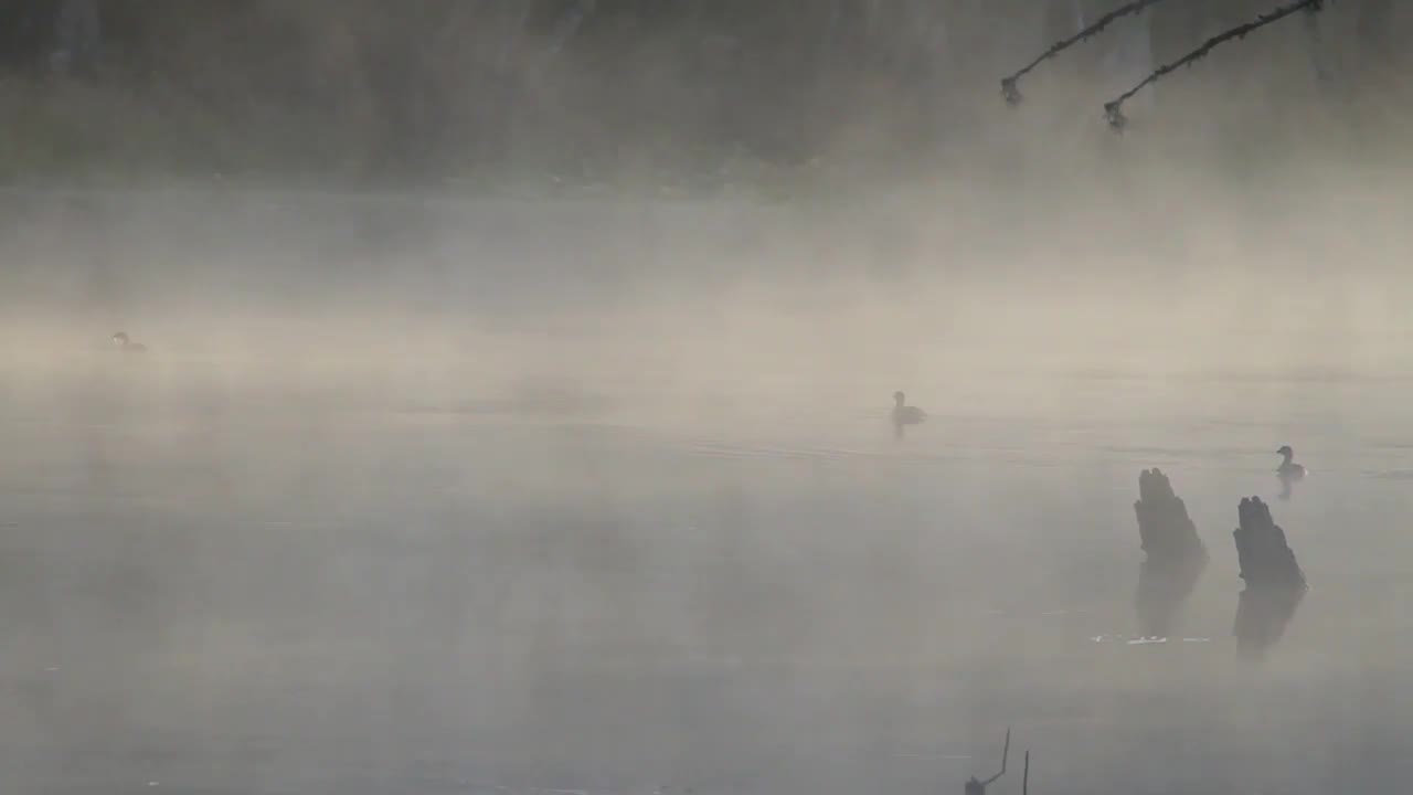 The pond is fog covered this morning 11/5/21