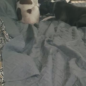 My dogs act just like they are married