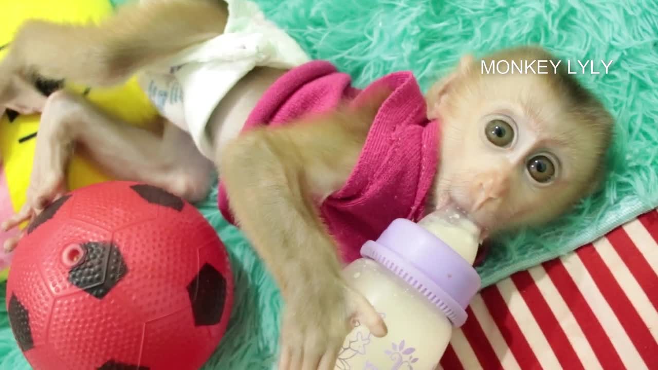 Hungry Baby Trying to Holding Bottle Milk Rolling Drinking On Bed So Lovely