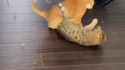 Funny Cat Pulls Off Sneak Attack!