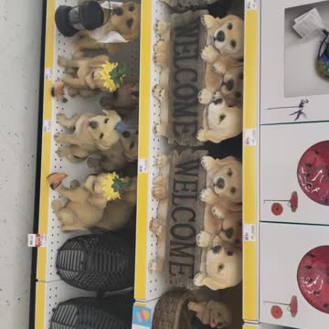 Welcome home Animals