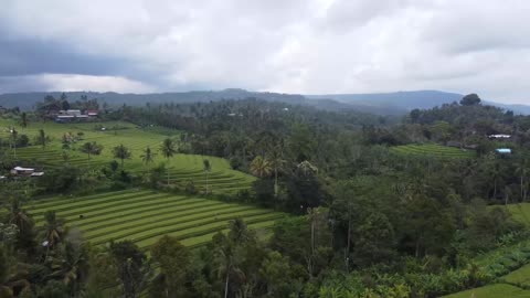 Rice field video collections