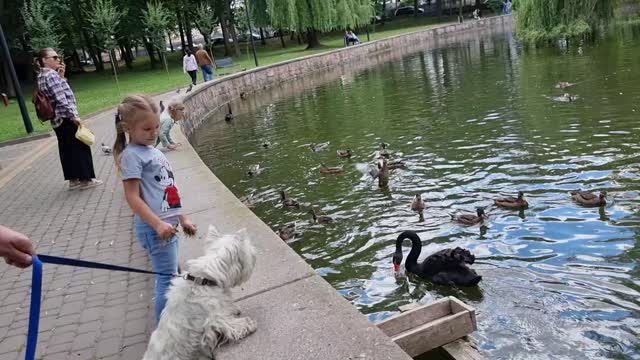 Puppy, duck and black swan πΆπ¦π¦’