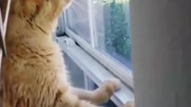 Omg So Cute Cats Best Funny Cat Videos 2021 (part 3)