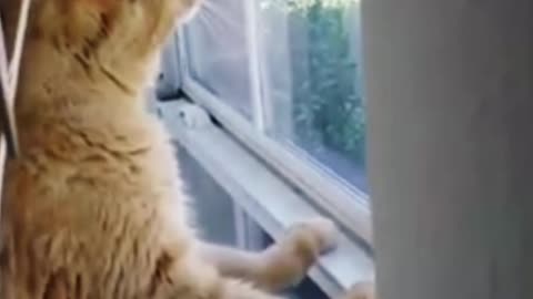 Omg So Cute Cats Best Funny Cat Videos 2021 (part 3)