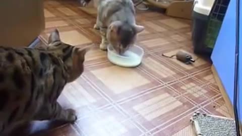 Two cats exchange turn drinking milk