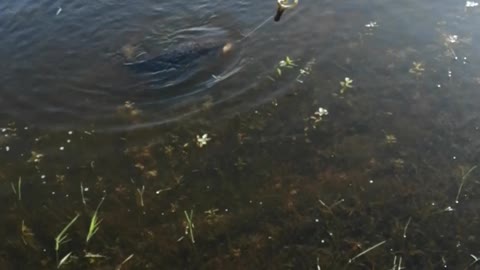 Beautiful fishing 🎣