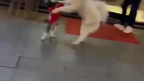 Doggie Tango?