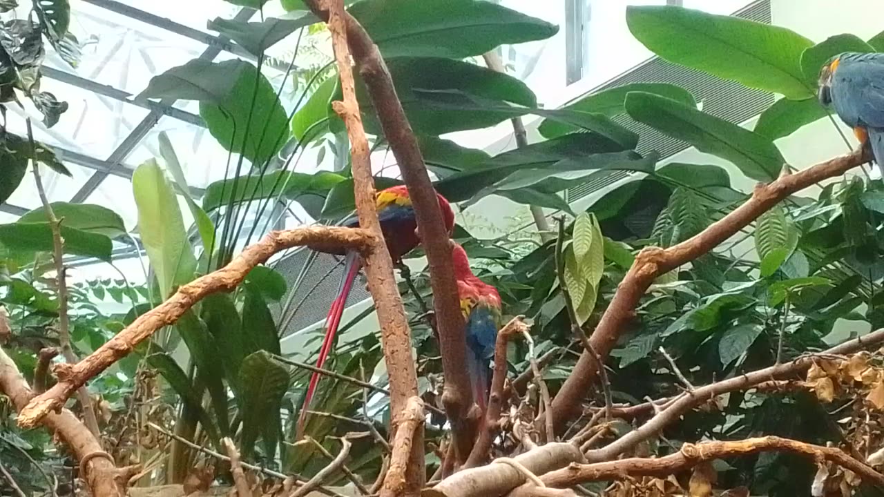 Scarlet Macaw, and blue-yellow Macaw