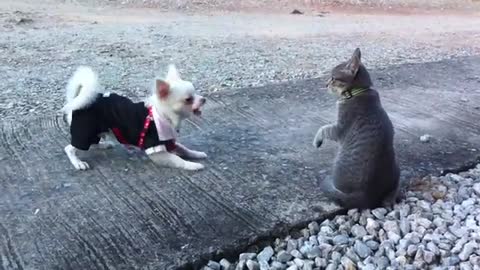 Funny cat and dog 😂