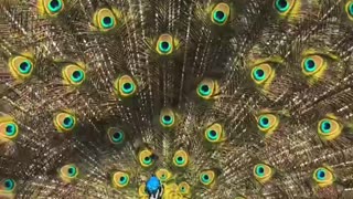 Peacock 🦚