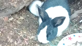 Rabbits eating together