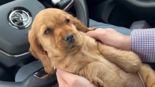 ng Mariner hugs his newly adopted puppy after sunset and gets to know