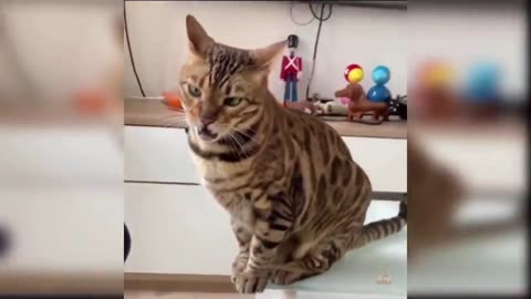 Funny pussy cats