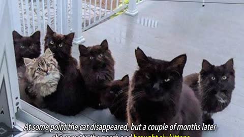 Stray Cat Brings All Her Kittens To A Woman Who Gave Her Food