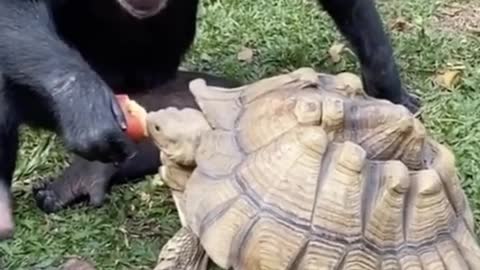 Friendship between monkey and tortoise - best friend - Both animals eating apple together