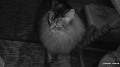 DOTTER CAT
